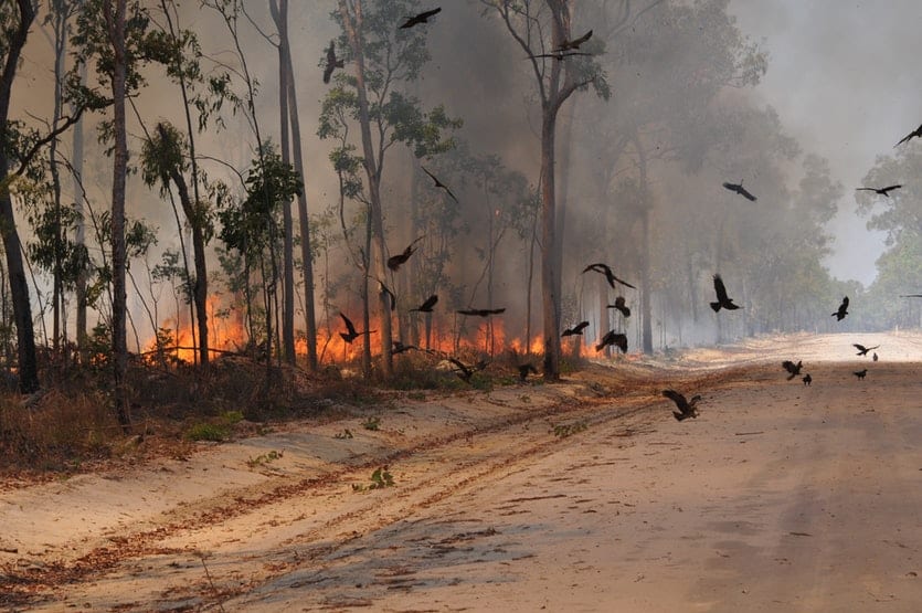 Dragen er årsagen til brandene i Australien