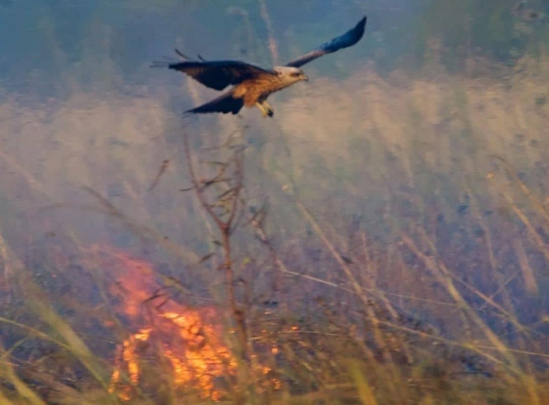 Le cerf-volant est la cause des incendies en Australie