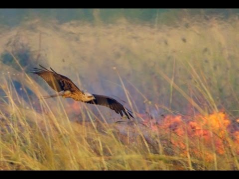 طائر الحدأة سبب انتشار الحرائق في استراليا