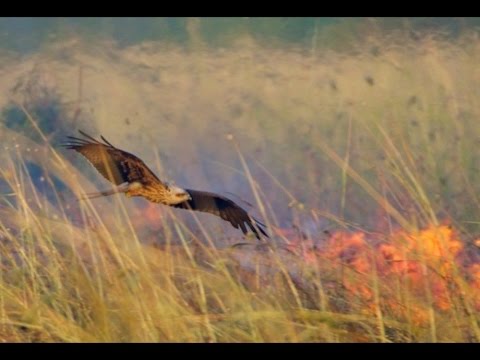 Ang saranggola ang sanhi ng sunog sa Australia