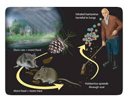 ханта вирусу