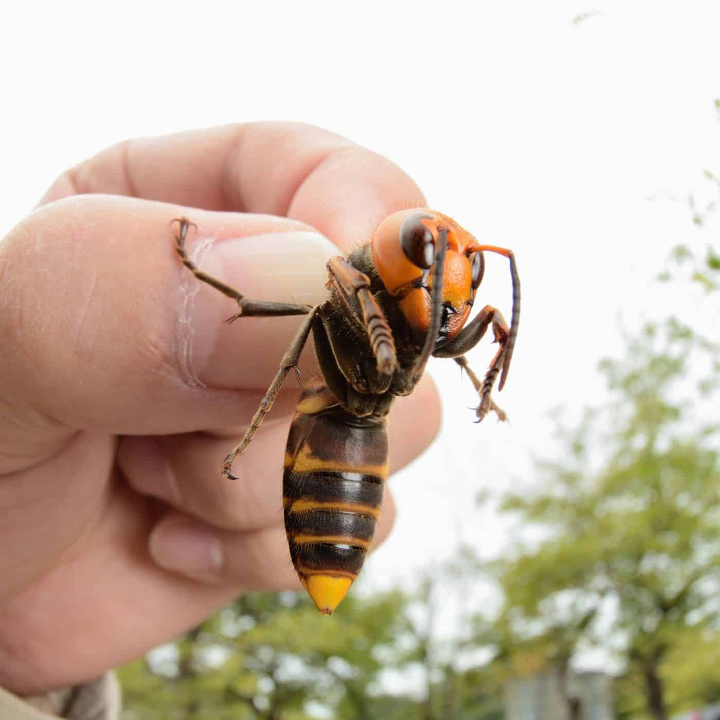 Asiatisk gigantisk hornet