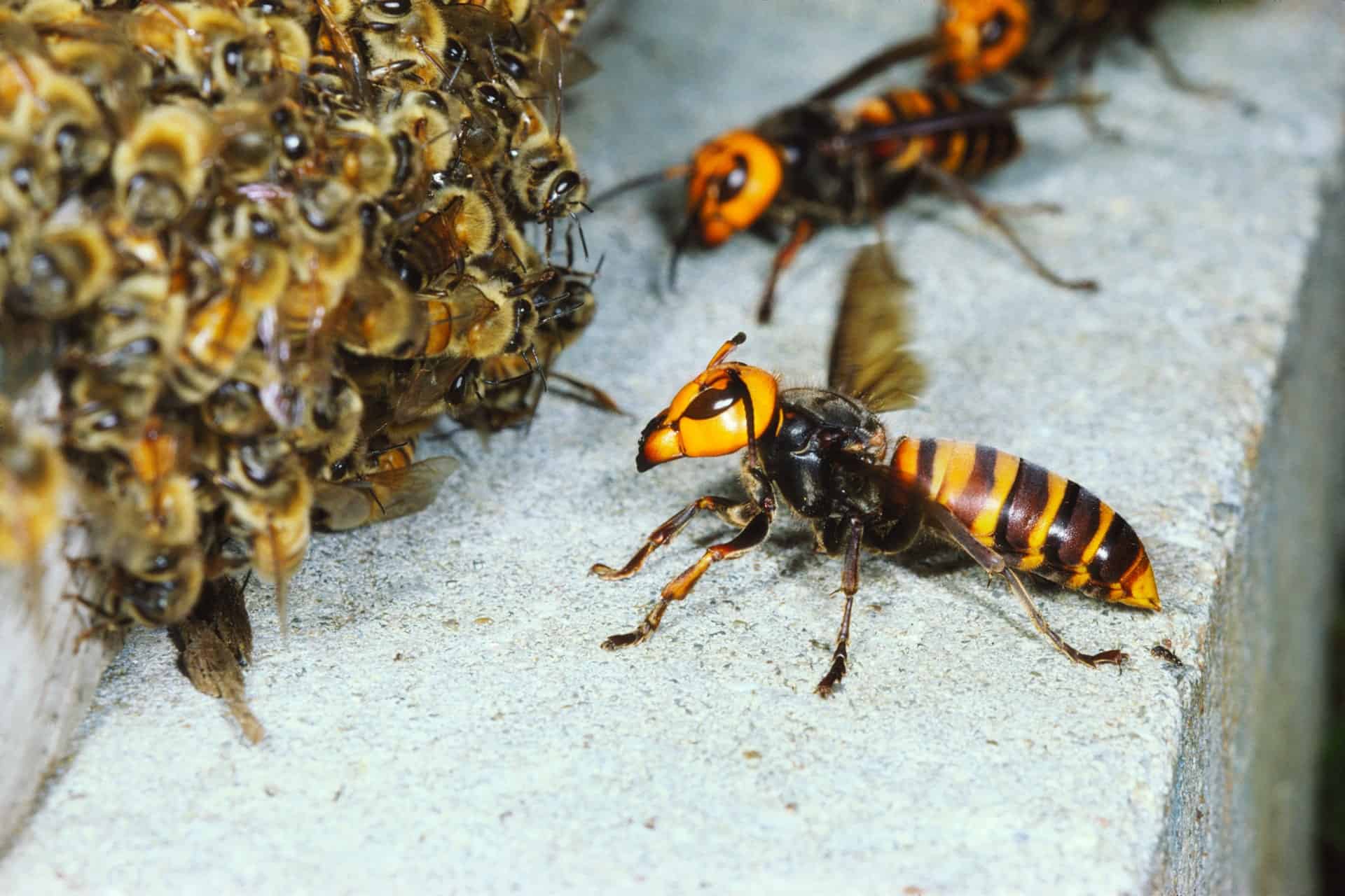 Giant hornet na Asiya