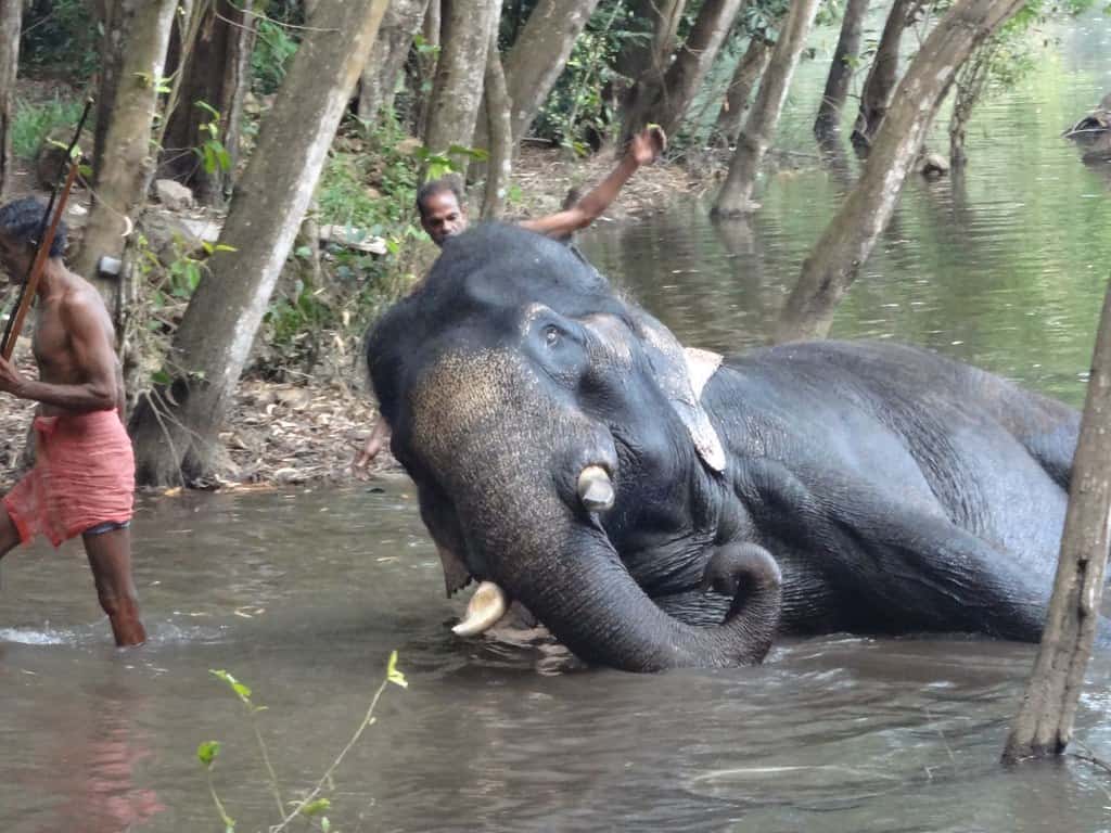 Éléphants indiens