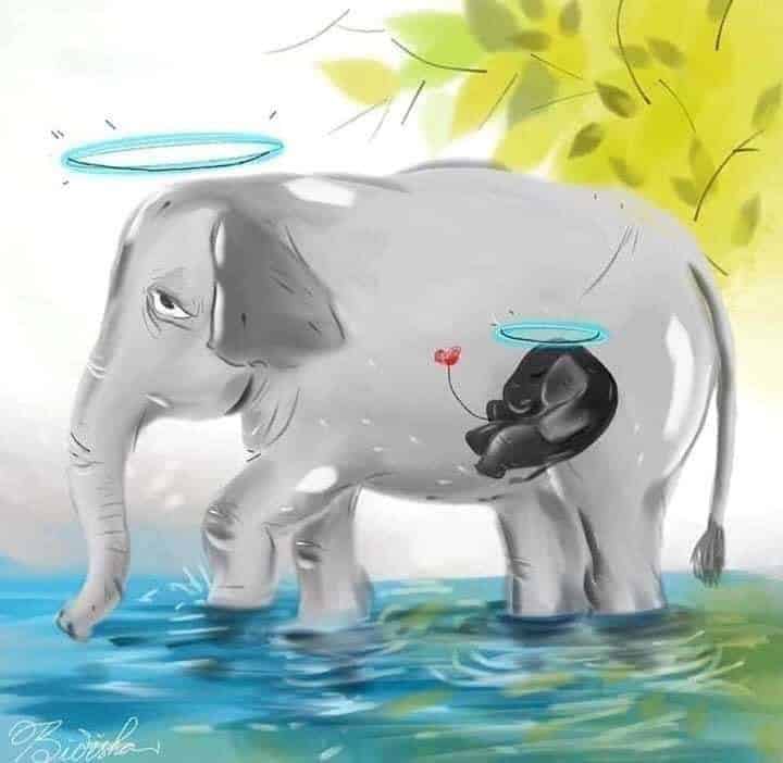 الفيلة الهندية الحامل