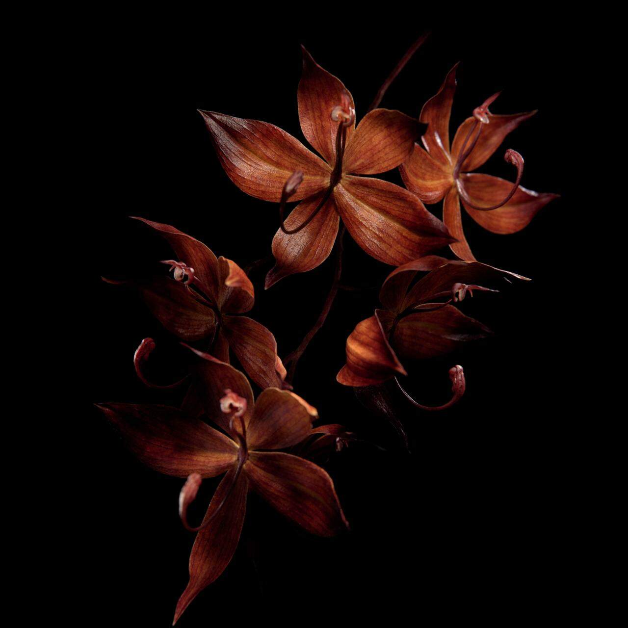 Guerlain riboto leidimo Orchidé Imperial Black Kintsugi kremas