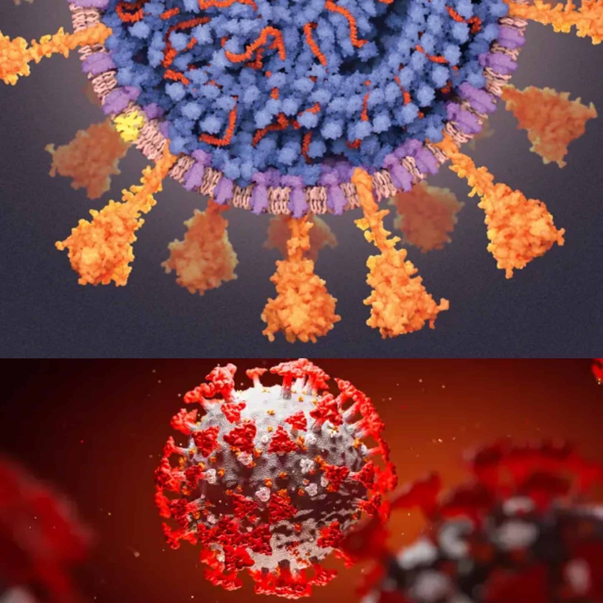 Corona Virus