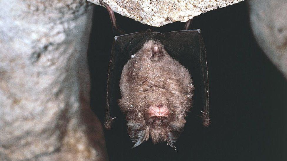 Corona bat caves