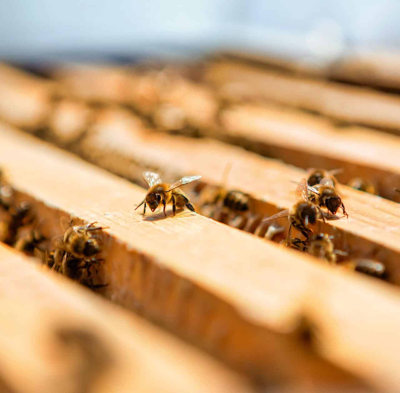 På World Bee Day bekræfter og viser Guerlain mere engagement i at bevare bier