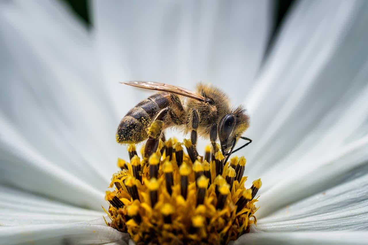 Во Всемирный день пчел Guerlain подтверждает и демонстрирует еще большую приверженность сохранению пчел