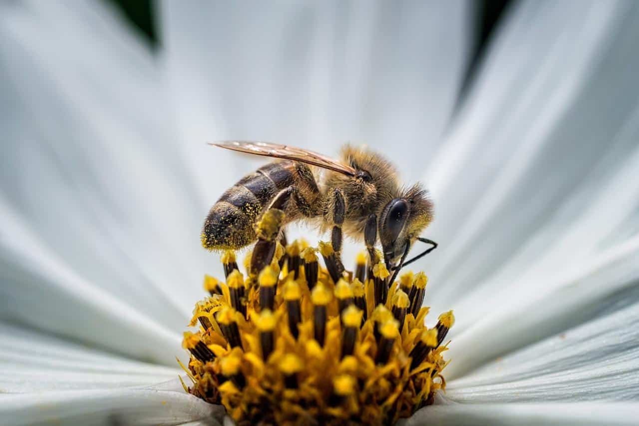 De die Bee Mundi, Guerlain magis confirmat et ostendit officium apes conservandae