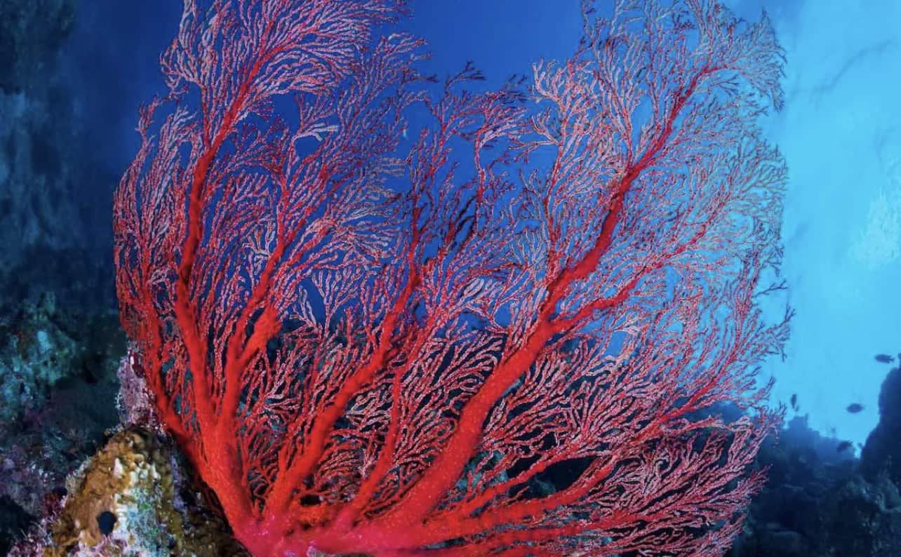 El coral. Leiopathes коралл. Кауластрея коралл. Красный благородный коралл.