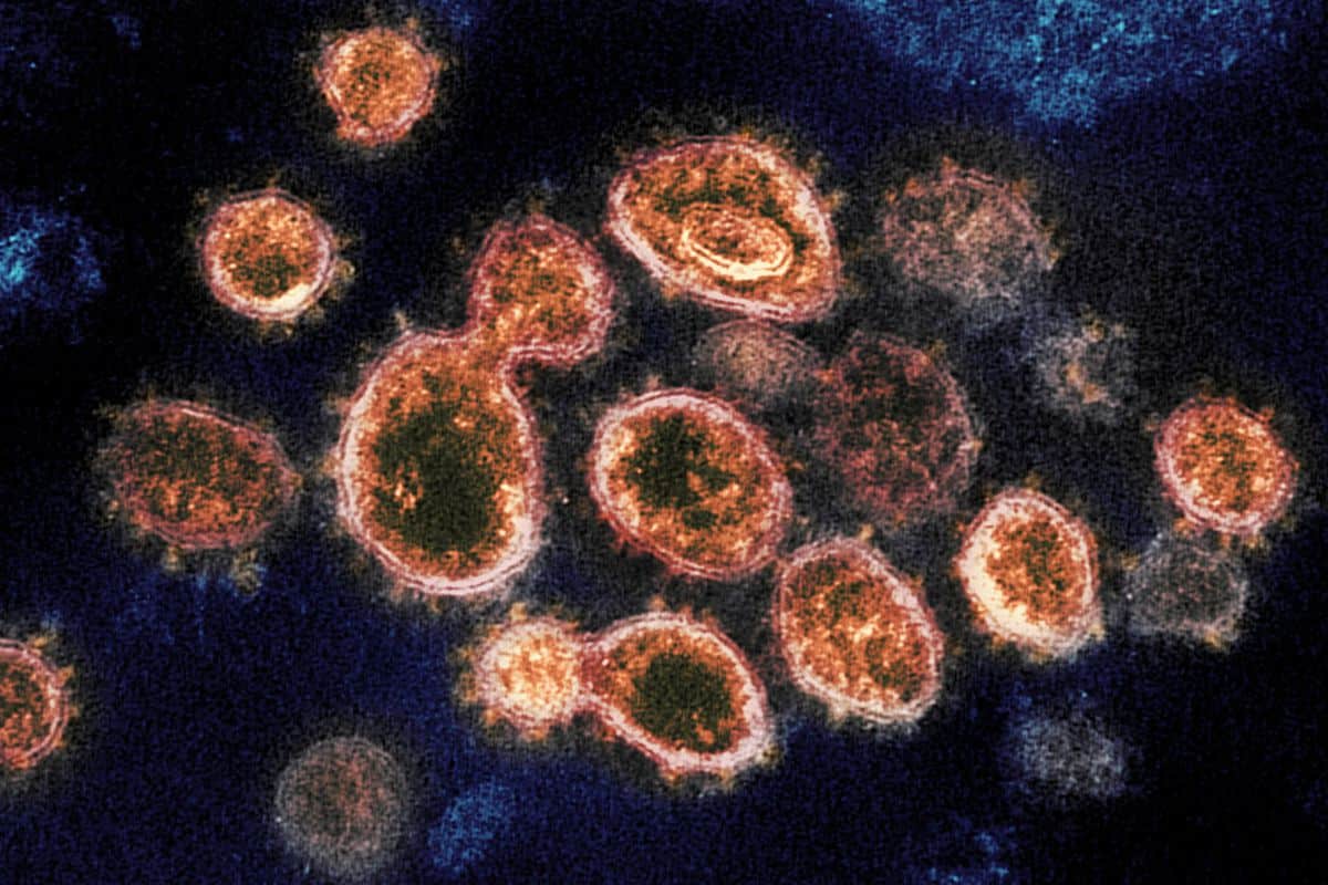 novum virus