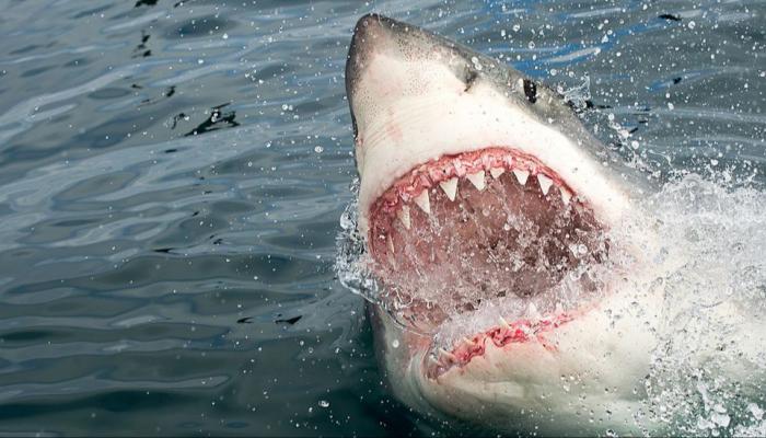 Shark attacks Austrian tourist