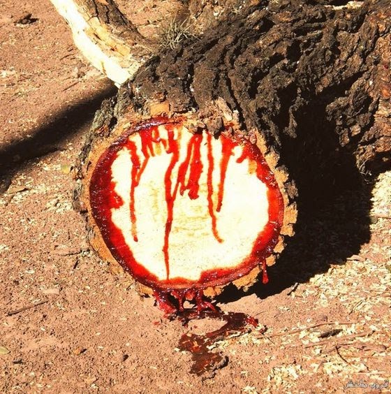 عند قطع شجرة دم الأخوين