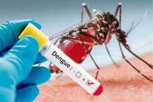 Dengue truudust levitavad sääsed